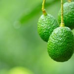 Dos argentinos descubrieron una nueva variedad de palta: cómo se llama, cómo lograron reproducirla y cuáles son sus características